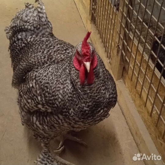 Инкубационное яйцо мехеленской кукушки