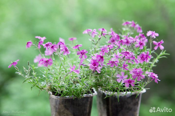 Флокс шиловидный, зкс