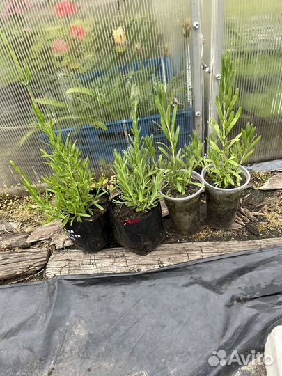 Лаванда в горшке