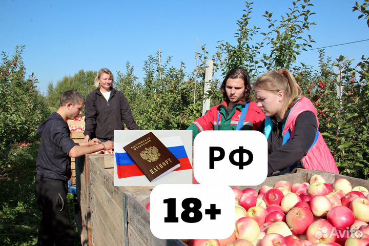 Сотрудники на сбор яблок вахта Липецк