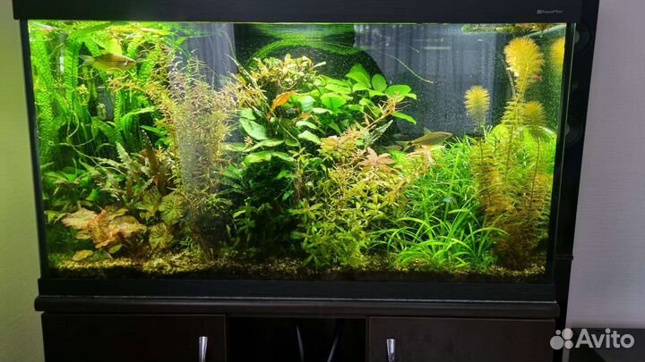 Растения для аквариума