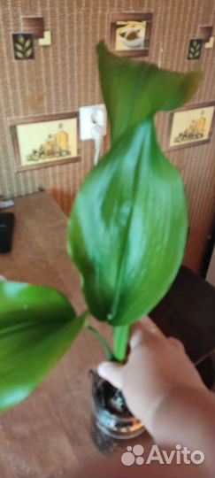 Эухарис амазонская лилия