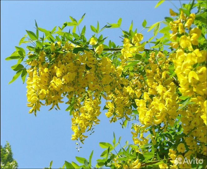 Бобовник золотой дождь(семена)