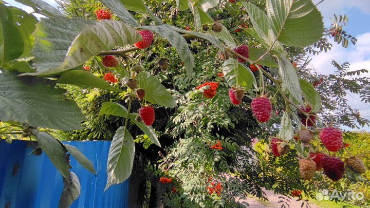 Ремонтантная малина