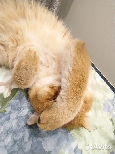 Британский кот вязка