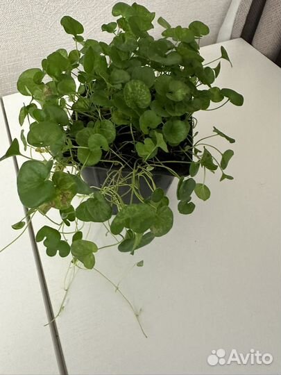 Продам дихондру изумрудную, будру
