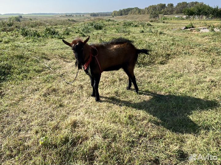 Продам козла на мясо