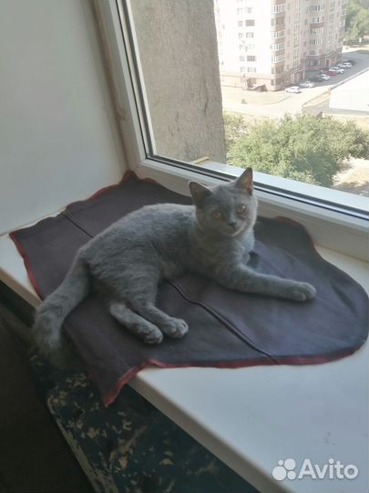 Кошка в дар шотландская