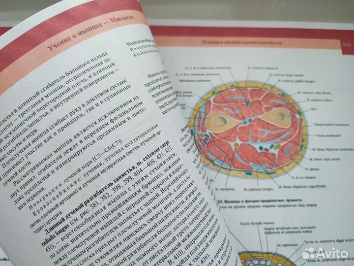 Атлас анатомии человека Синельников (2018-2019)