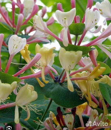 Крупномер Жимолости Каприфоль