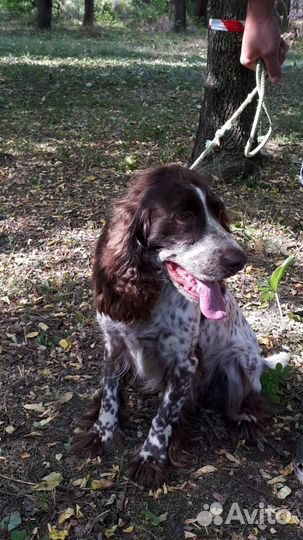 Вязка Русский охотничий спаниель