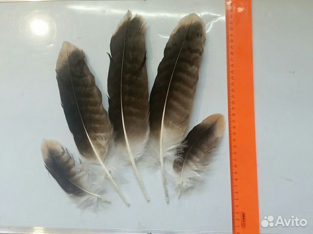 Набор перьев