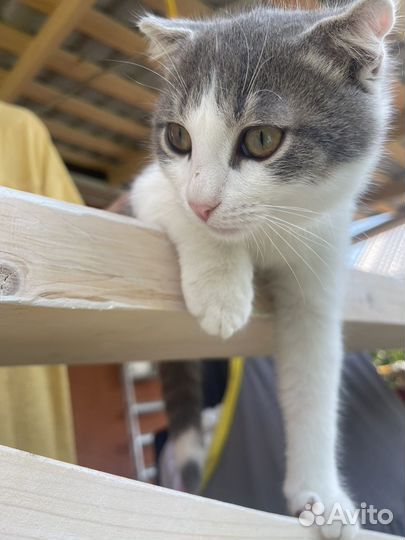 Котята помесь шотландской