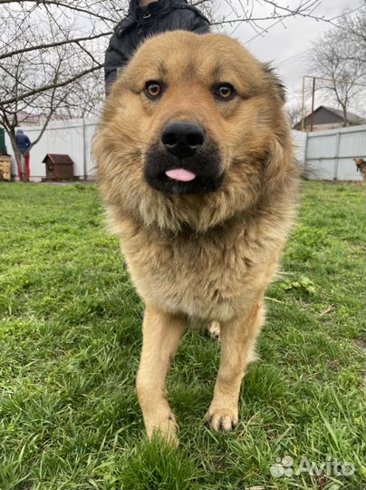 Собаки бесплатно