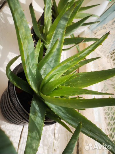 Алоэ Вера растение