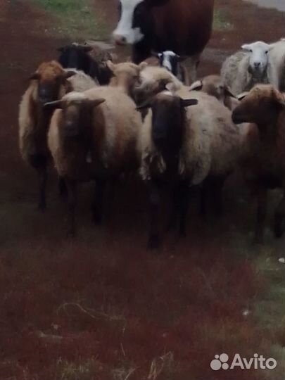 Овцы бараны