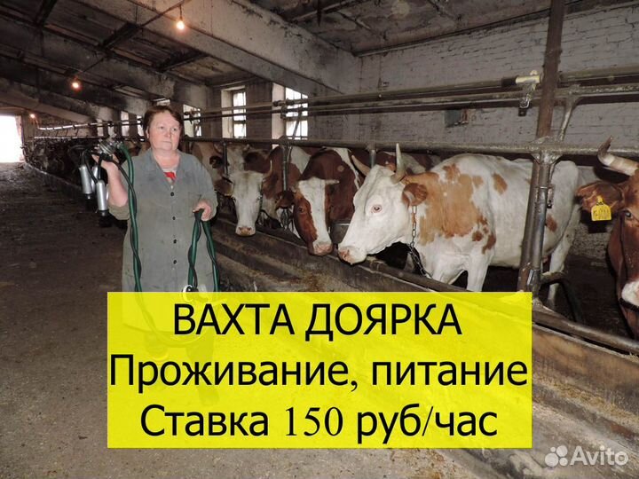 Дояр вахта проживание питание