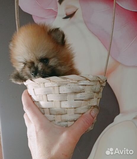 Померанский шпиц микро