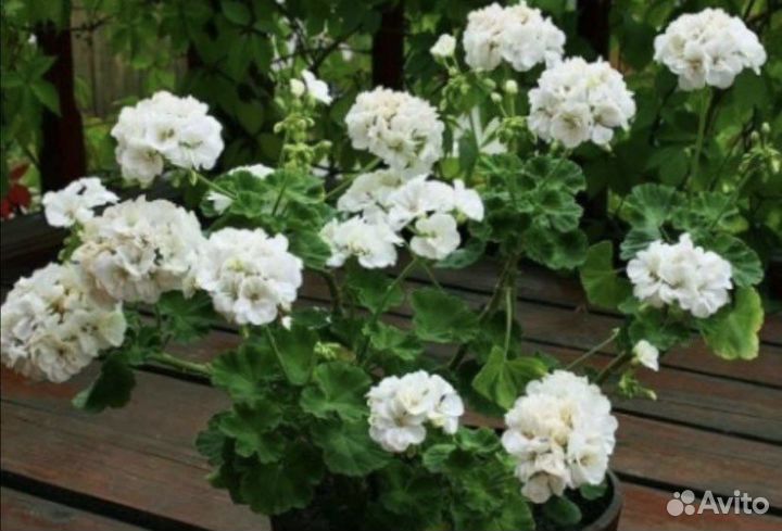 Пеларгония (герань)