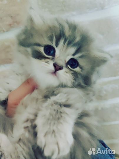 Британский длинношерстный котенок