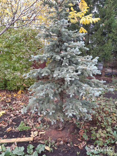 Голубые ели