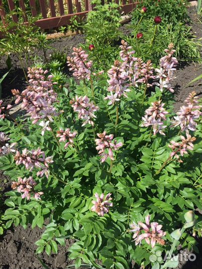 Саженцы ясенца (неопалимая купина)