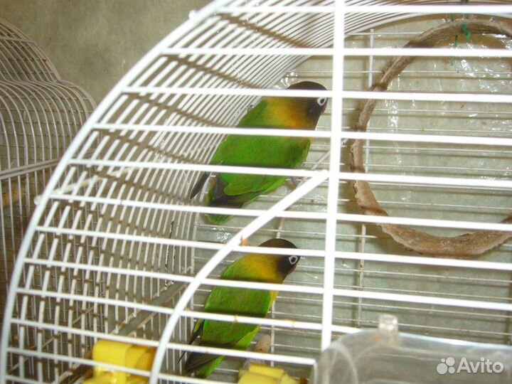 Попугаи неразлучники Масковые пара с клеткой