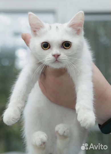 Котеночек в добрые руки