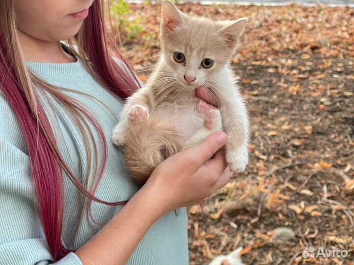 Котенок Персик ищет дом