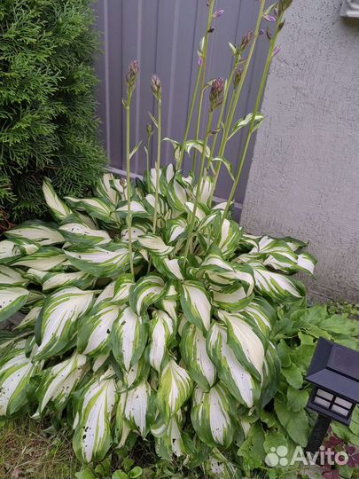 Хоста растение