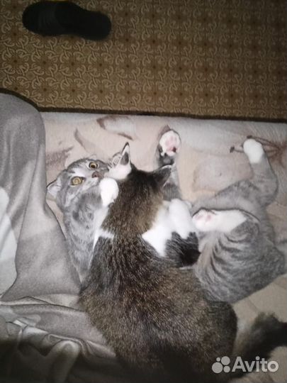 Отдам кошек бесплатно