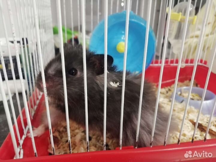 Сирийский хомяк мальчик