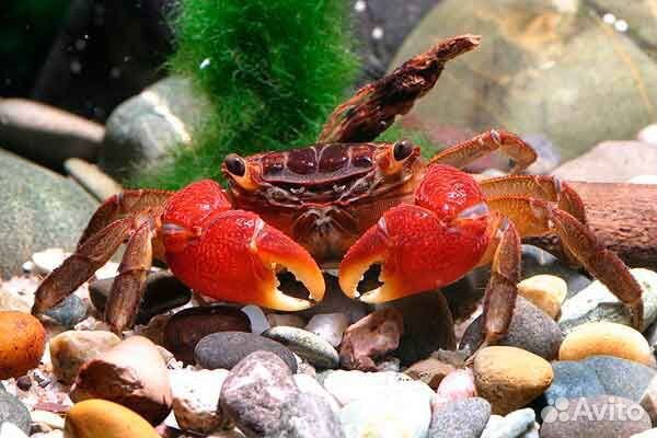 Краб красный мангровый (Pseudosesarma moeshi)