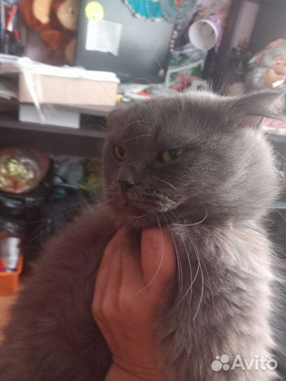 Кот в добрые руки