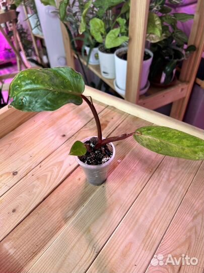 Филодендрон Медуза