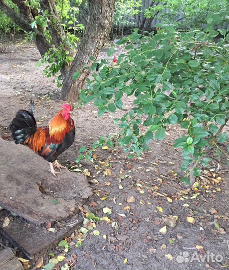 Петухи Адлерская Серебристая