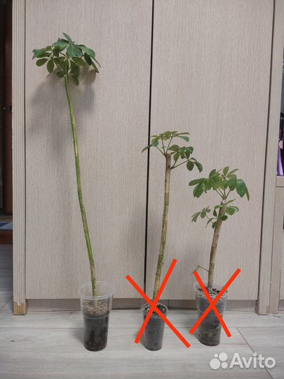 Шефлера вариегатная