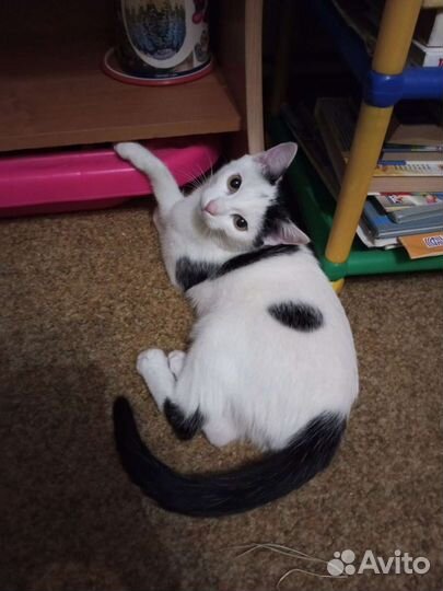 Молодой котик