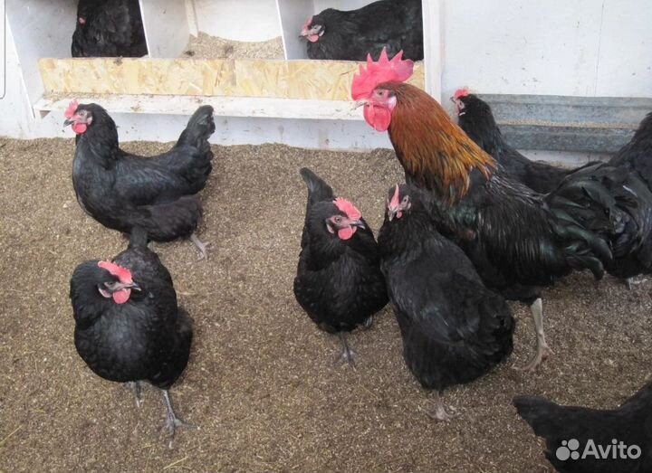Куры молодки несушки