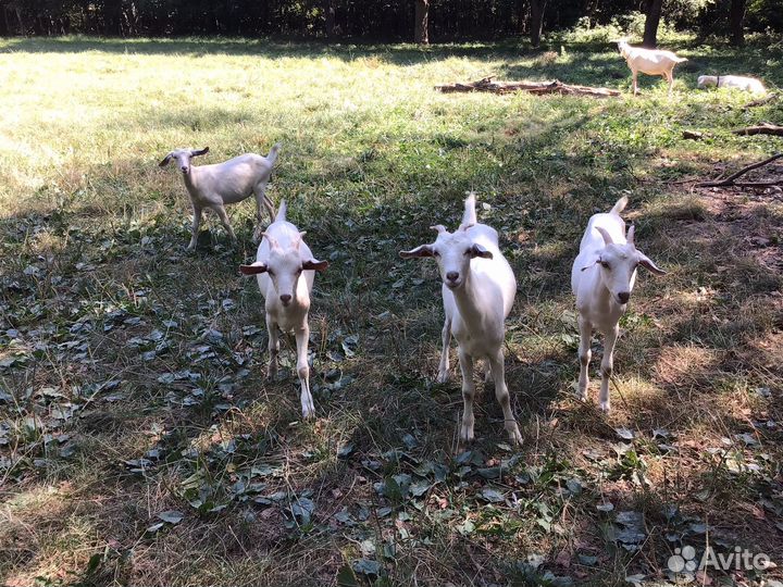 Козлята
