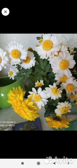 Хризантема садовая(дубочки)