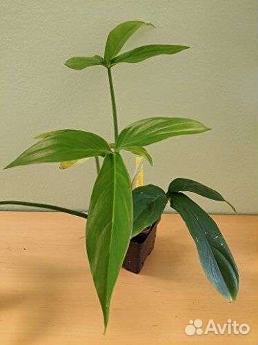 Филодендрон сингониум антуриум