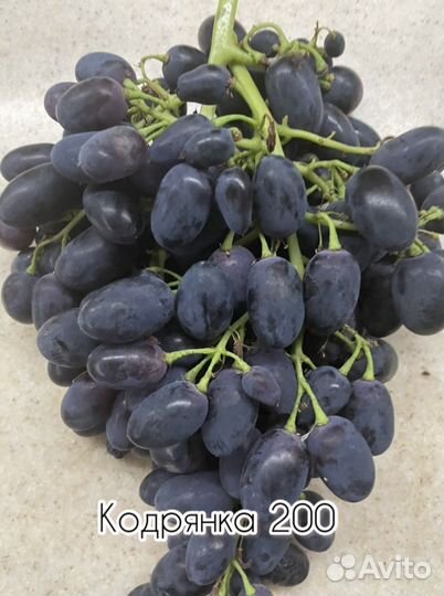 Виноград и саженцы садовых растений