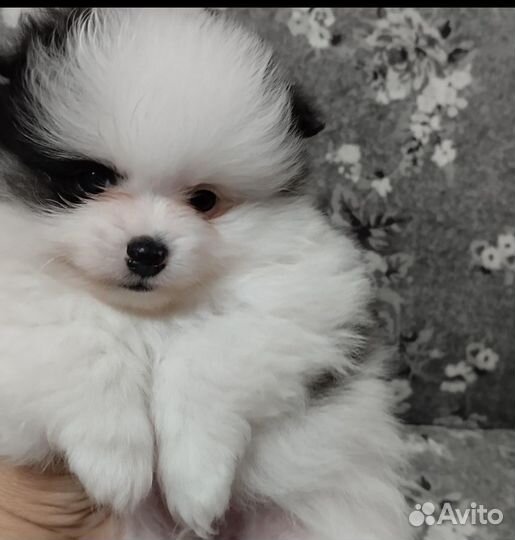 Щенки шпица