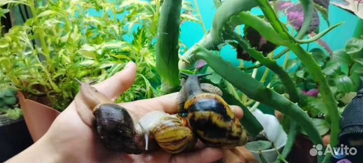 Улитки ахатины