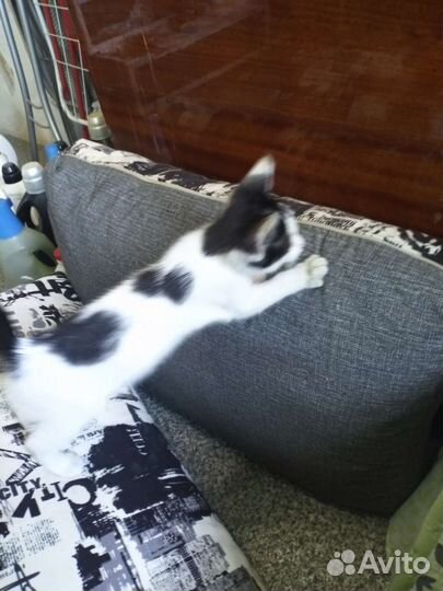 Очаровательный мальчишка в добрые руки