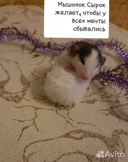 Крыски Дамбо