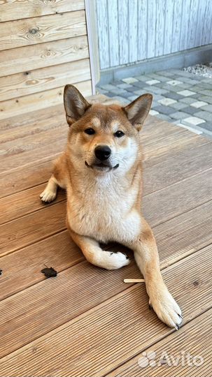 Щенок Сиба ину