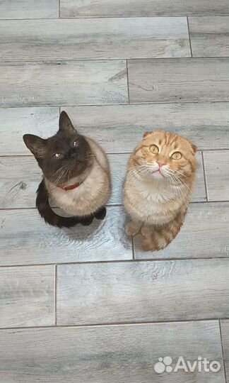 Кот