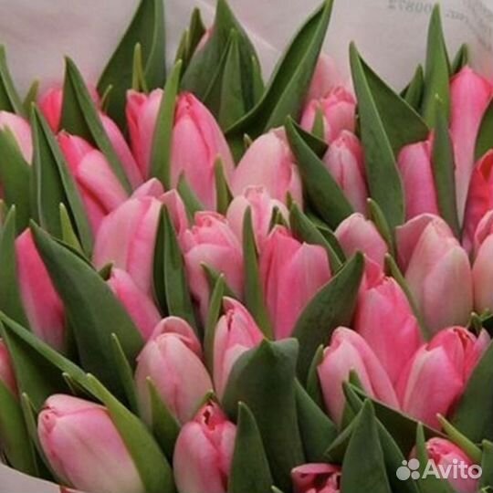 Тюльпаны к 8 марта оптом